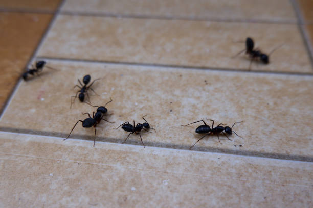 Fourmis