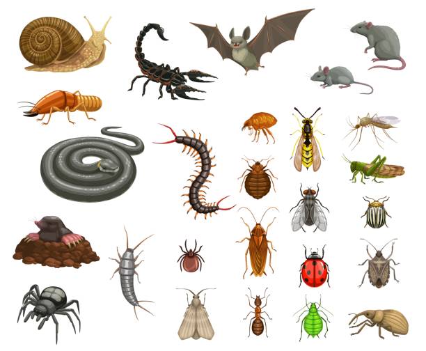 Insectes rampants