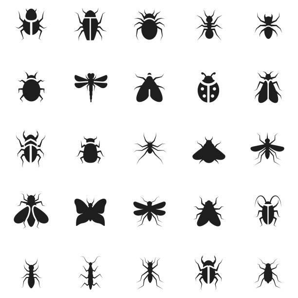 Insectes volants