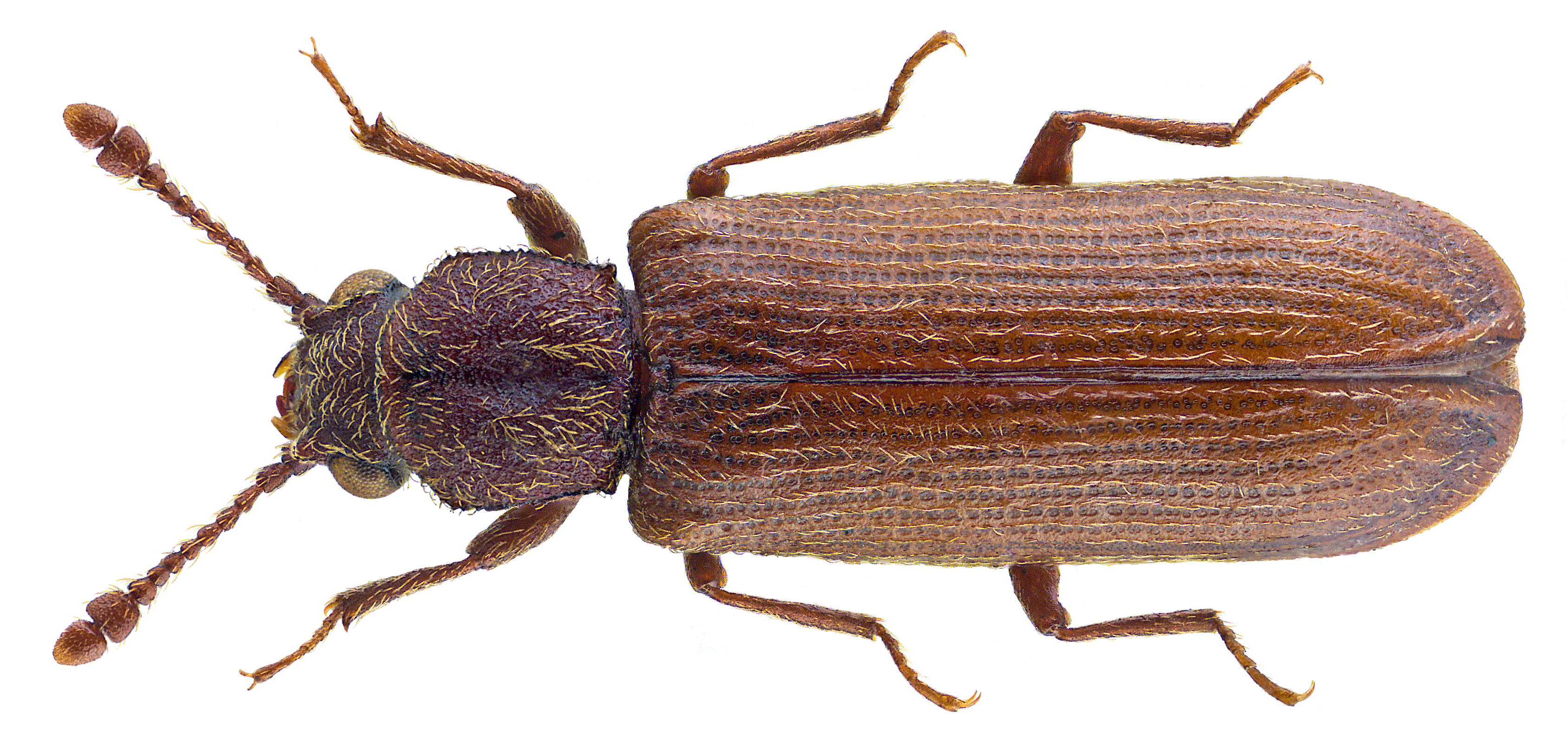 Lyctus