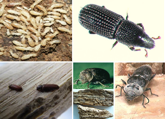 Les insectes xylophages